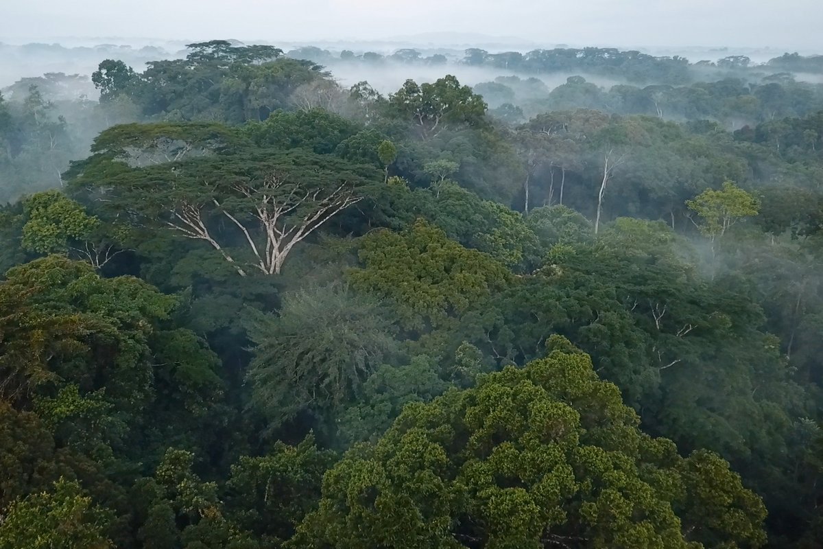 Forest-cover-image